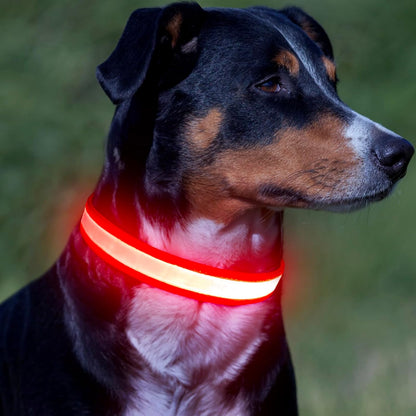Illuminate Your Night Walks with the Adjustable USB Rechargeable LED Dog Collar!